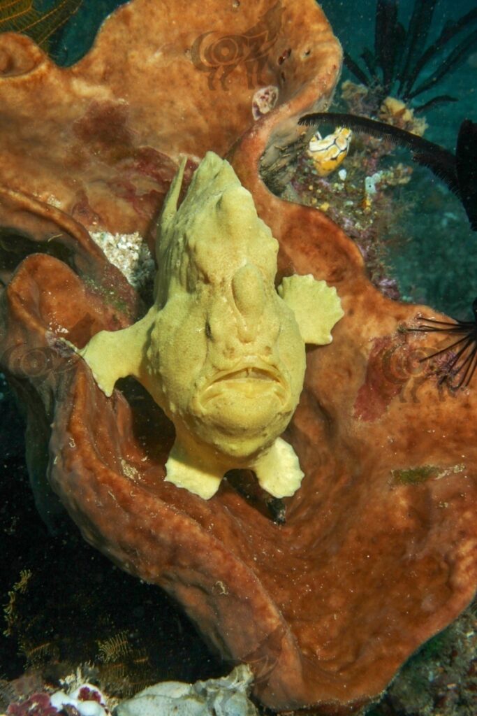 frog fish