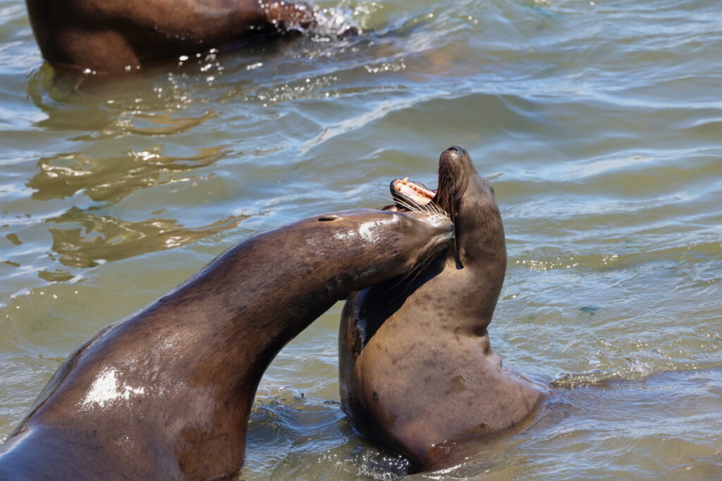 Sea Lion